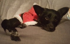 To cheer me up with photos of your pet? The first photo you have and the last?