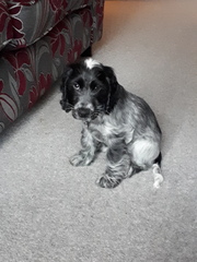 For anyone that saw the "I think my DH has bought us a puppy " thread