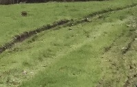 Ruined lawn