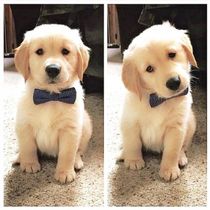 Inspirational women, kittens and puppies thread