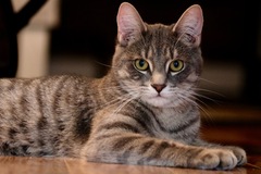 AIBU to think my cat is the cutest?