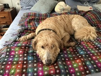 To cheer me up with photos of your pet? The first photo you have and the last?