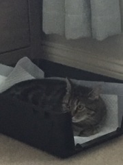 To cheer me up with photos of your pet? The first photo you have and the last?