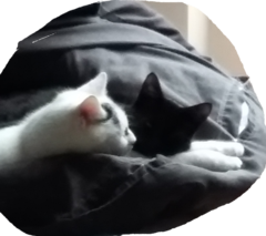 AIBU to think my cat is the cutest?