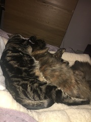 Let me see your fuzzy overlords?