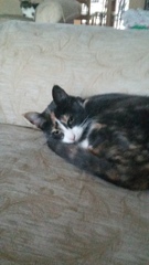 Tortie or calico?