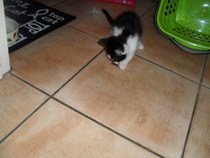 Does your cat eat spiders?