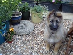 To cheer me up with photos of your pet? The first photo you have and the last?