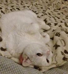 AIBU to think my cat is the cutest?