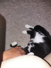 AIBU to think my cat is the cutest?