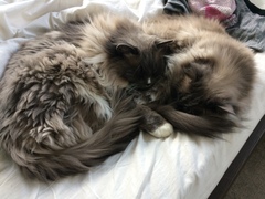 AIBU to think my cat is the cutest?