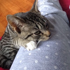 To cheer me up with photos of your pet? The first photo you have and the last?