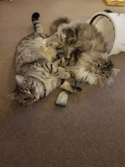 Cats play fighting - is this normal?