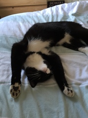 AIBU to think my cat is the cutest?