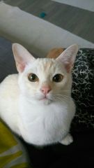 AIBU to think my cat is the cutest?