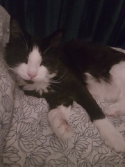 Let me see your fuzzy overlords?