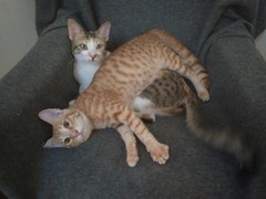 AIBU to think my cat is the cutest?