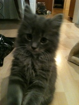 To cheer me up with photos of your pet? The first photo you have and the last?
