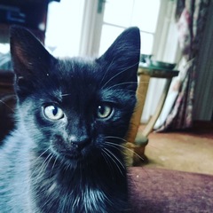 To cheer me up with photos of your pet? The first photo you have and the last?
