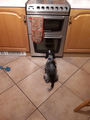 To cheer me up with photos of your pet? The first photo you have and the last?