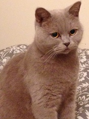 AIBU to think my cat is the cutest?