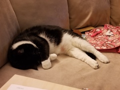 AIBU to think my cat is the cutest?