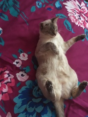 AIBU to think my cat is the cutest?