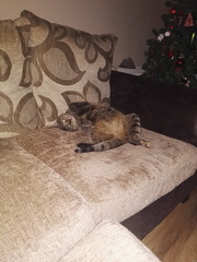AIBU to think my cat is the cutest?