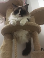 AIBU to think my cat is the cutest?