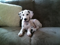 To cheer me up with photos of your pet? The first photo you have and the last?