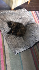Tortie or calico?