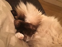 AIBU to think my cat is the cutest?