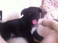 To cheer me up with photos of your pet? The first photo you have and the last?