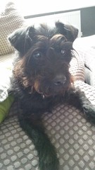 To cheer me up with photos of your pet? The first photo you have and the last?