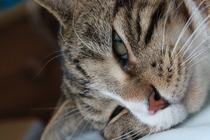 AIBU to think my cat is the cutest?