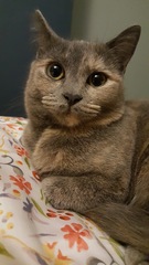 AIBU to think my cat is the cutest?