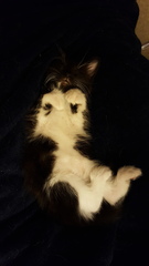 To cheer me up with photos of your pet? The first photo you have and the last?