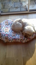 Is our dog miserable?