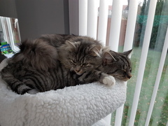 Cats play fighting - is this normal?