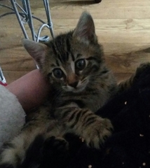 AIBU to think my cat is the cutest?