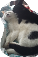 AIBU to think my cat is the cutest?