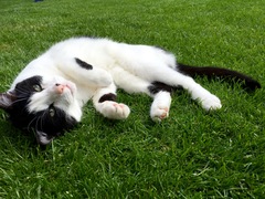 AIBU to think my cat is the cutest?