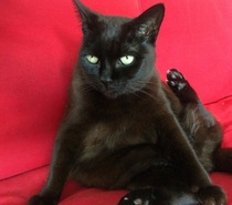 AIBU to think my cat is the cutest?