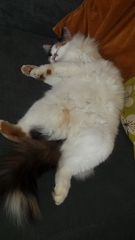 Let me see your fuzzy overlords?