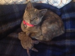 AIBU to think my cat is the cutest?