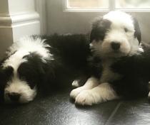 One more sleep until puppies