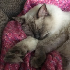 It's my kittens birthday!