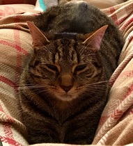 AIBU to think my cat is the cutest?