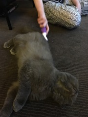 AIBU to think my cat is the cutest?