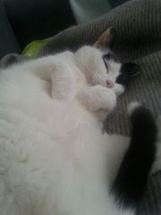 AIBU to think my cat is the cutest?